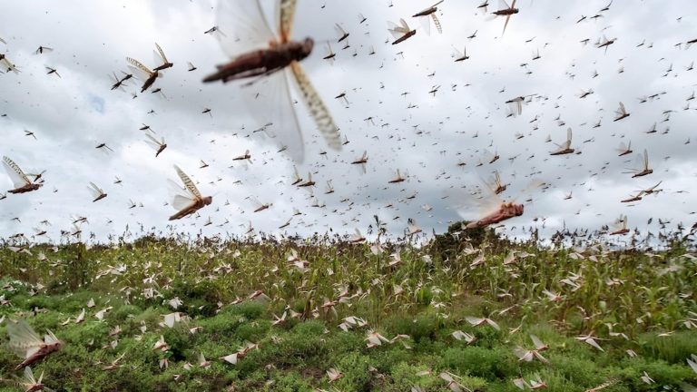 المغرب يعزز تدابيره لمواجهة كل التحديات المتعلقة بانتشار الجراد