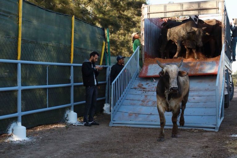 انفراج وشيك في أزمة احتجاز سفن العجول بميناء الدار البيضاء بعد جدل الضريبة على القيمة المضافة