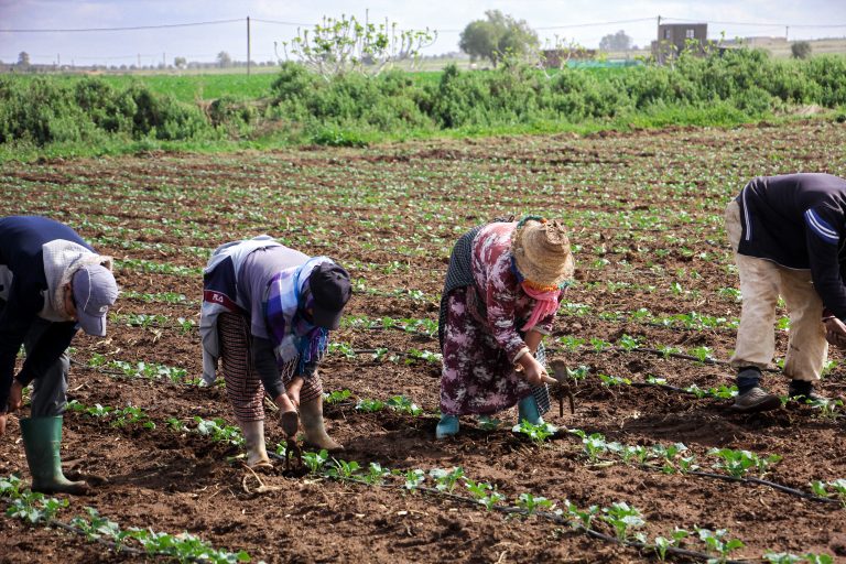 التساقطات المطرية تعيد الأمل للفلاحين بالدار البيضاء